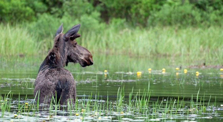 Kanada Ontario Algonquin Provinzpark Elch im Wasser iStock EEI Tony